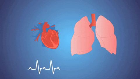 Featured image of post View 15 Normal Heart Pumping Blood Gif