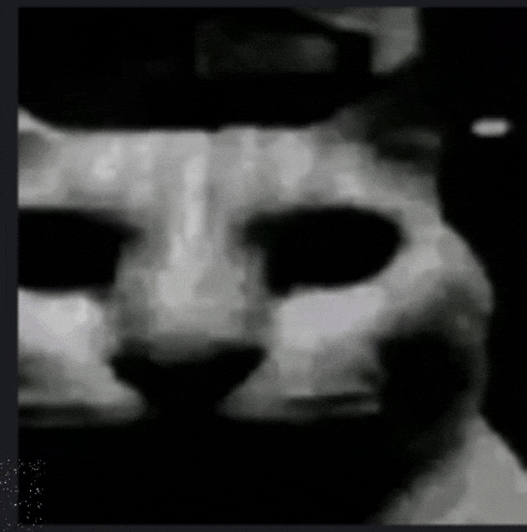 Cat Stare GIF