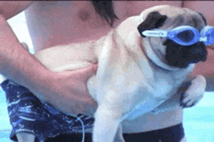 Pug Swimming animated GIF