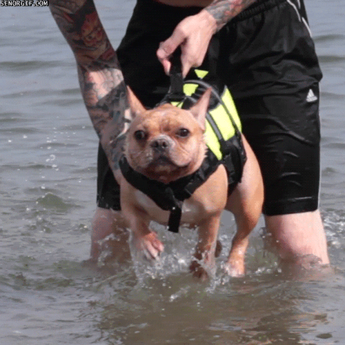 Dog Swimming GIF by Cheezburger - Find & Share on GIPHY