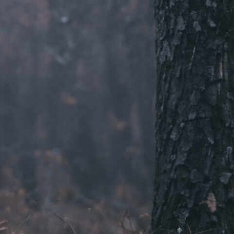 I See You Fox GIF