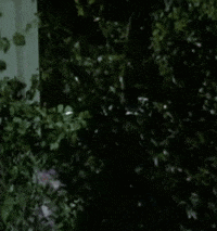 Brady Bunch GIF by absurdnoise Brady Bunch GIF by absurdnoise