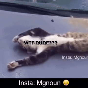 mito cat funnycat sleepy cat thecatt GIF