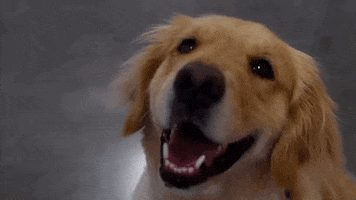GIF by Orange Lutheran HS