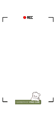 Pino Sticker by Hannes Niederkofler