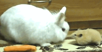 rabbit mouse thief thug carrot GIF
