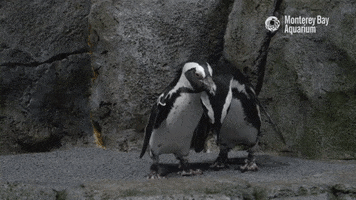 Yelling African Penguin GIF by Monterey Bay Aquarium