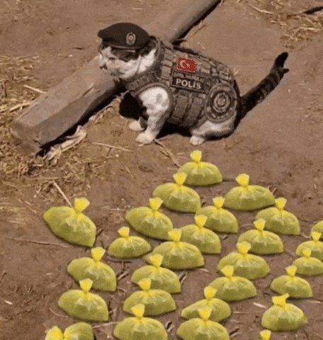 Kedi GIF