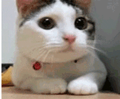 Cat No GIF - Find & Share on GIPHY