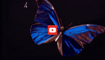 GIF by KQEDScience