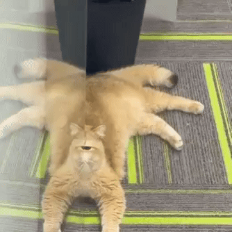 Cat GIF