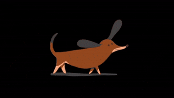 Sausage Dog GIF by eh sisters