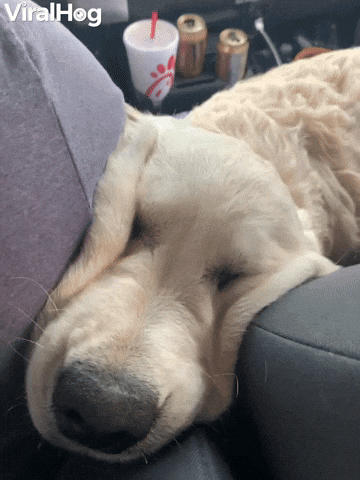 Video gif. Golden retriever dog has its face wedged between a person and a seat, squishing up its flabby skin on the side of its head.