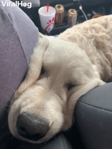Video gif. Golden retriever dog has its face wedged between a person and a seat, squishing up its flabby skin on the side of its head.