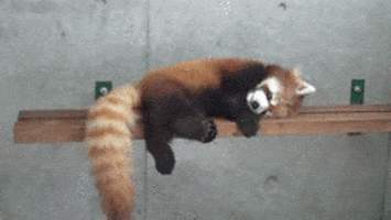 Tired Red Panda Gif Tired Red Panda Gif