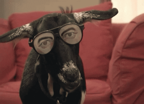 Cheezburger weird glasses goat goats GIF