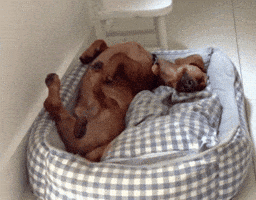 dog sleeps GIF