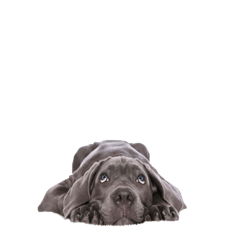 Comfortvet Sticker by Nakamura Filmes