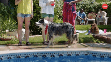 Pool Party Dog GIF by BuzzFeed