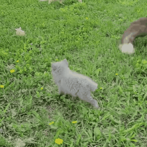 Fox GIF