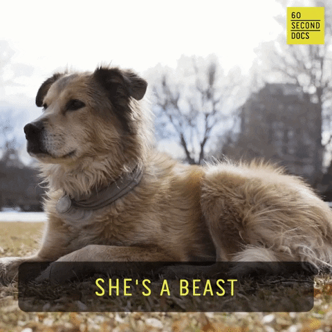 Dog This Is Cute GIF by 60 Second Docs