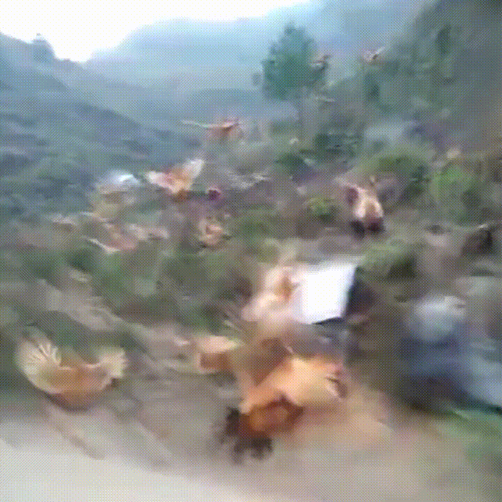 Attack Flying GIF