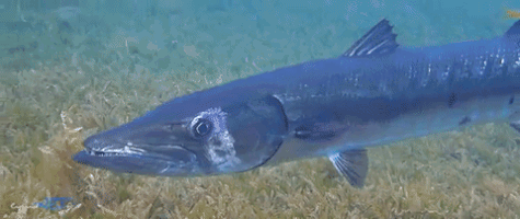liquidART big fish barracuda guadeloupe liquid art GIF