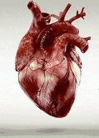 heartbeat GIF