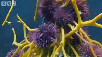 Kelp GIF