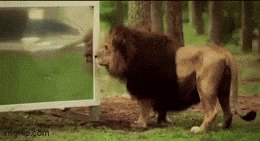 Kingkaps7 GIF