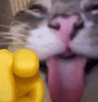 Cat Reaction GIF