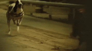 dogs greyhounds GIF by NOWNESS