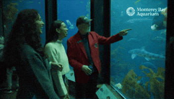 Leopard Shark Volunteer GIF by Monterey Bay Aquarium