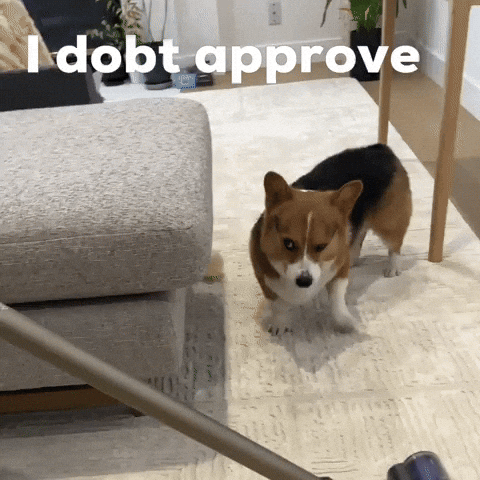 Dog Corgi GIF