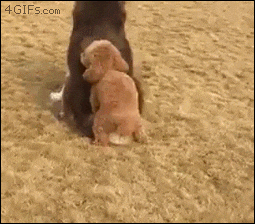 giphy.gif