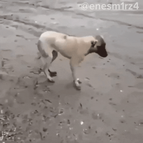 Dog Eray GIF by Rüzgar