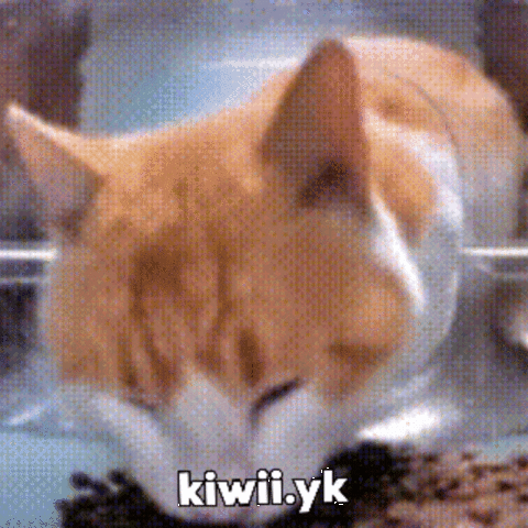Cat GIF