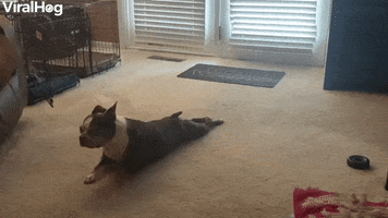 Duncan The Boston Terrier Loves Scooting Around Carpet GIF by ViralHog
