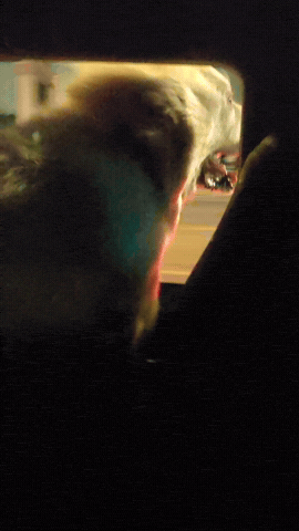 Dog Driving GIF