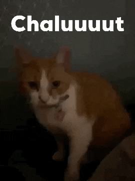 Cat GIF by Paperstrip Shop