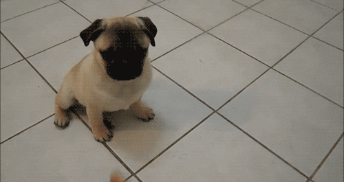 Play Dead Pug GIF - Find & Share on GIPHY