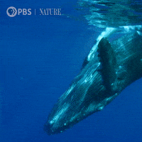 Oceans Day Gifs Get The Best Gif On Giphy Oceans Day Gifs Get The Best Gif On Giphy