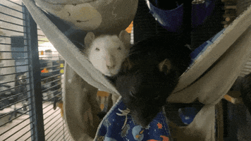 Sleepy GIF