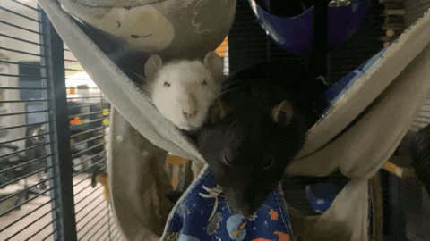 Sleepy GIF - Find & Share on GIPHY