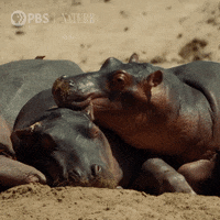 Chilling Pbs Nature GIF by Nature on PBS