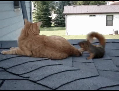 Got any nuts? content media