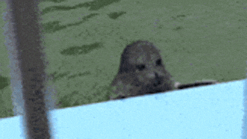Fall Seal GIF