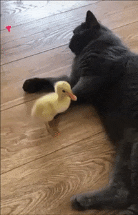 Animals-being-funny GIFs - Get the best GIF on GIPHY