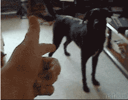 dead funny dog GIF