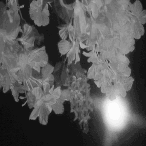 Reflection GIF Find & Share on GIPHY